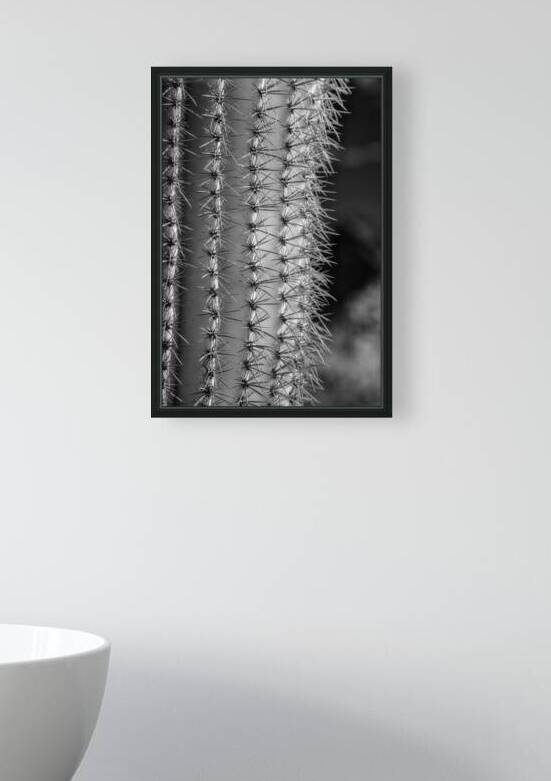 Prickly Pathway by Dream World Images