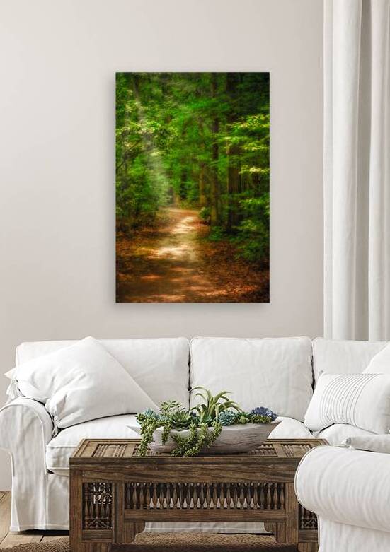 Solitary Trails: Rays on a Path at Killens Pond State Park by Dream World Images