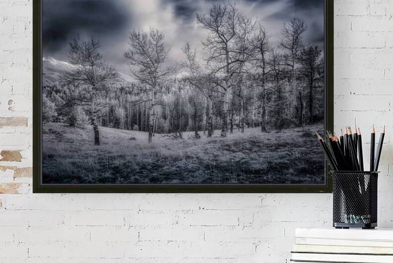 Mueller Aspen Series: Grove of Tranquility by Dream World Images