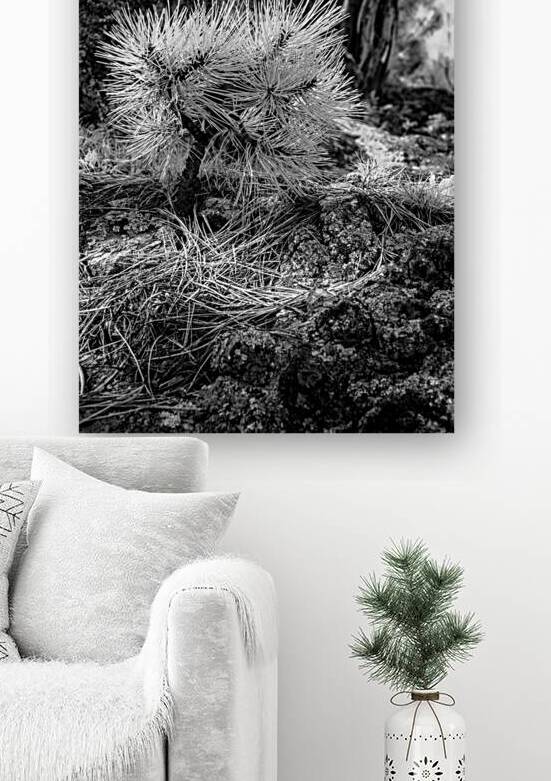 Exploring Sylvan Lake: A Baby Pine by Dream World Images