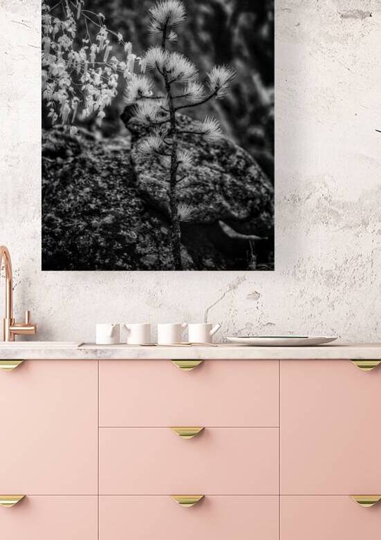 Exploring Sylvan Lake: A Magical Encounter with a Tiny Pine by Dream World Images