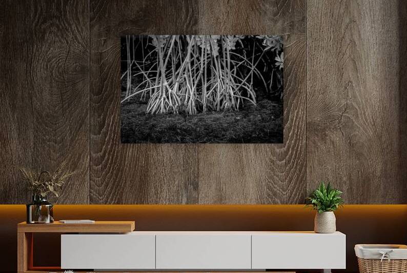 Enchanting Mangrove Tapestry: A Dance of Light and Shadows by Dream World Images