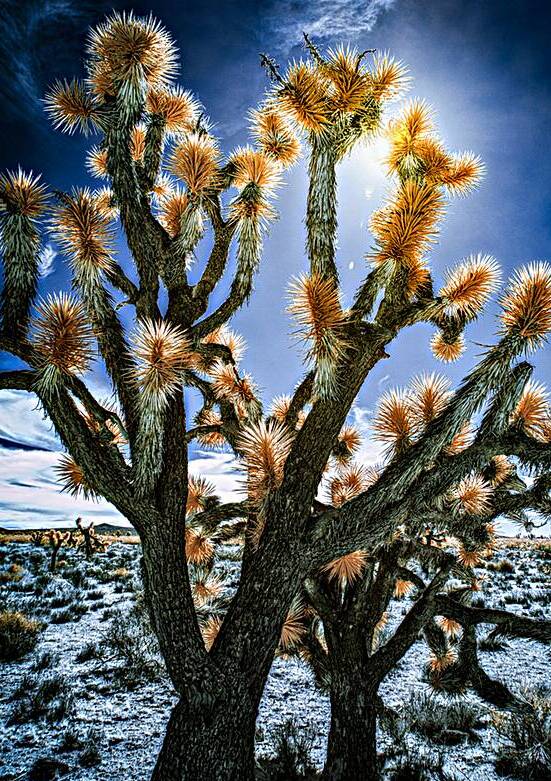 Celestial Glow Through Joshua Limbs by Dream World Images