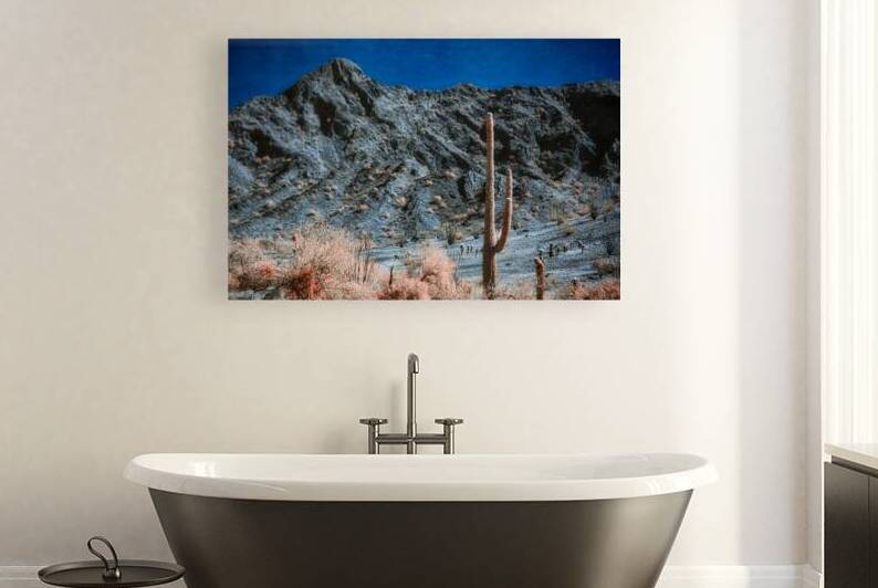 Rocky Backdrop to a Prickly Presence by Dream World Images