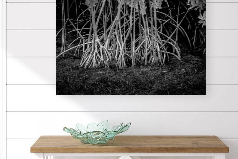 Enchanting Mangrove Tapestry: A Dance of Light and Shadows by Dream World Images