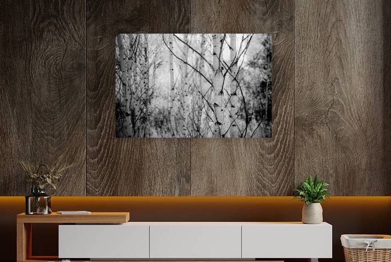 Contrasts in Woodland Quiet by Dream World Images