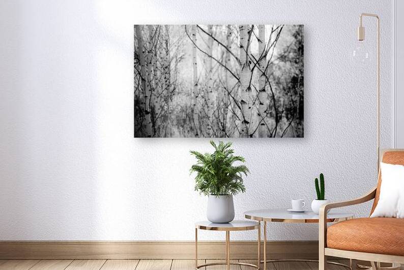 Contrasts in Woodland Quiet by Dream World Images