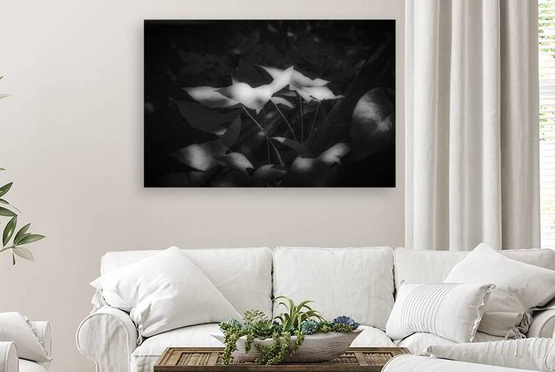 Six Petals of Quiet Fire by Dream World Images