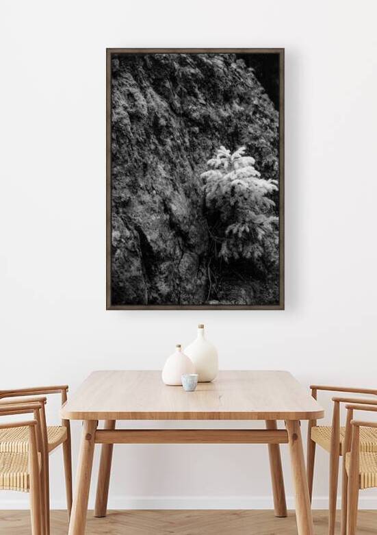 Small Pine on a Rock by Dream World Images