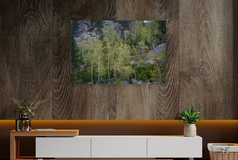 Apsen Grove on a Hill by Dream World Images