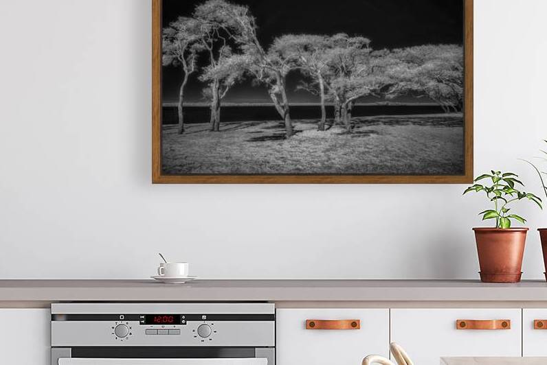 Enchanted Canopy: Exploring Gulf Shores Mystical Oaks by Dream World Images