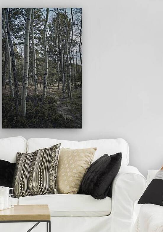 Mueller Aspen Series: Aspen Tree Trail by Dream World Images