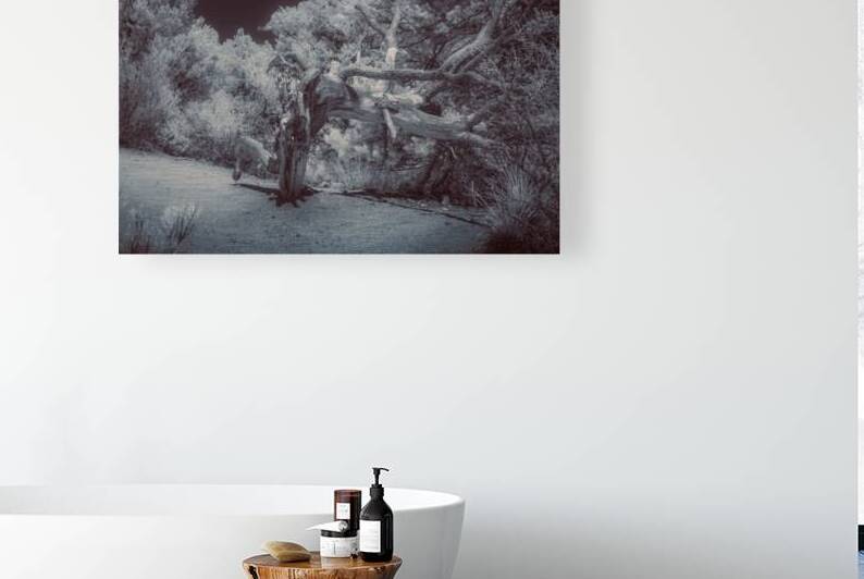 Natures Ancient Dance by Dream World Images