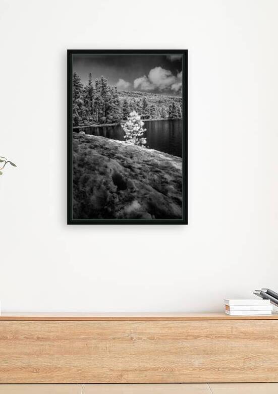 Small Spring Snowy Pine by Dream World Images