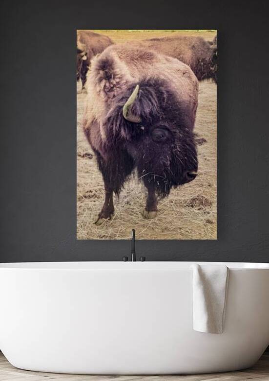 Mane of the Plains by Dream World Images