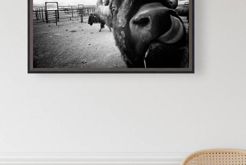 Hello: A Bison’s Surprise Greeting by Dream World Images