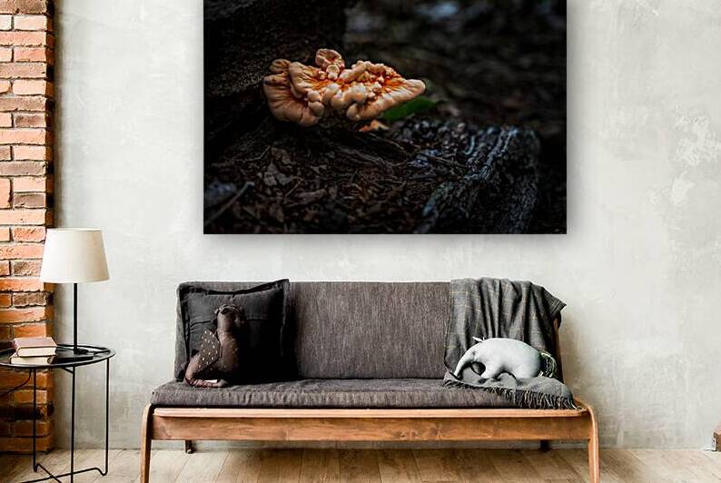 Delaware Fungi: A Lighted Shroom in the Mystical Forest by Dream World Images