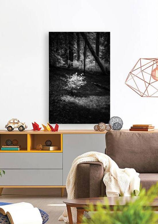 Lighted by Dream World Images