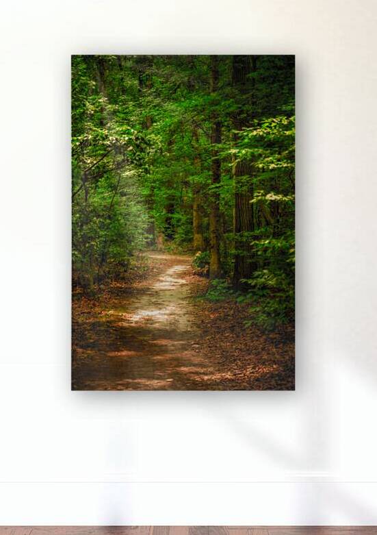 Solitary Trails: Rays on a Path at Killens Pond State Park by Dream World Images