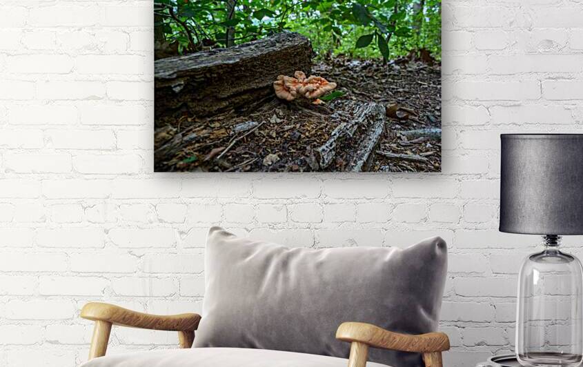 Delaware Fungi: A Sheltered Mushroom by Dream World Images