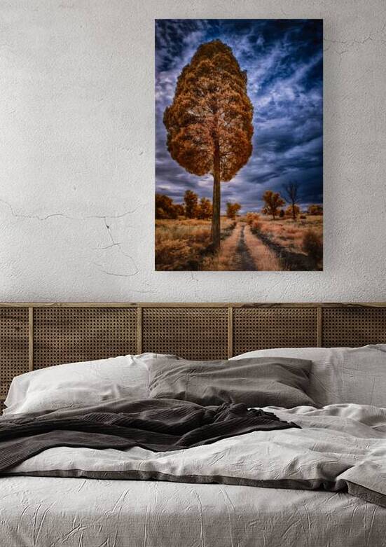 Tall Trail by Dream World Images