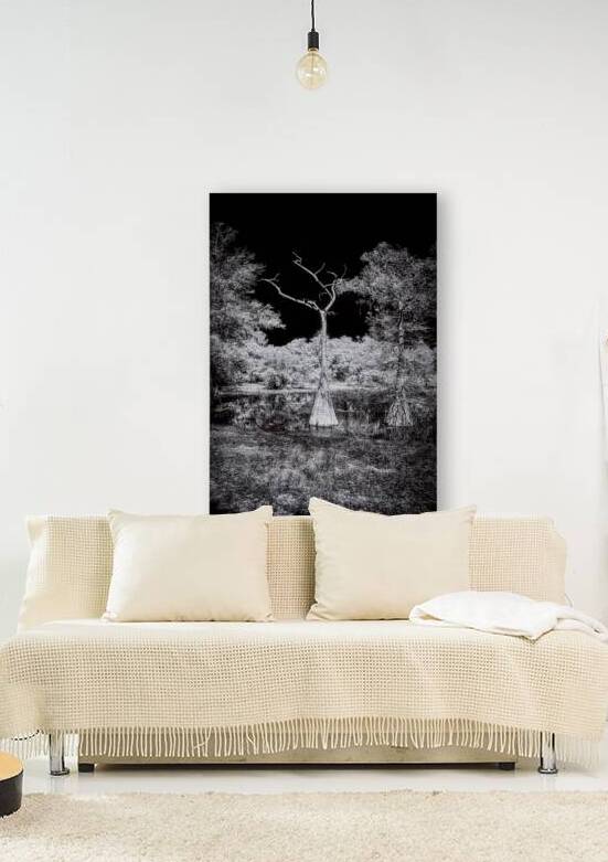 Whispers of the Swamp: A Lone Cypress Silent Dialogue with Enchantment by Dream World Images