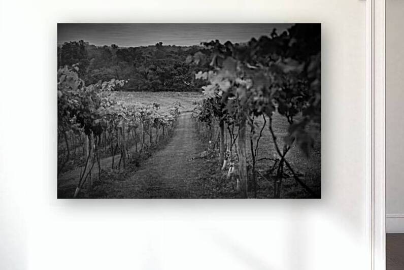 Grape Rows by Dream World Images