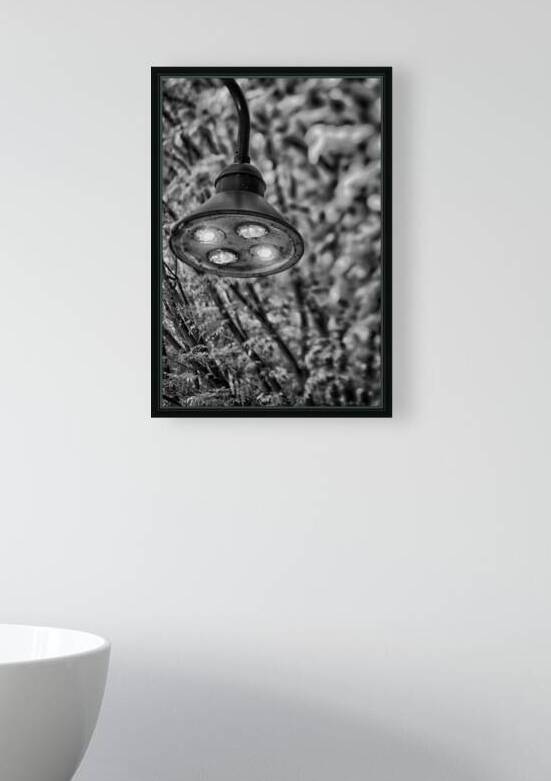 Infrared Light by Dream World Images