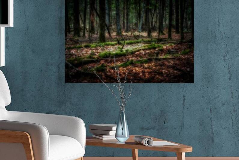Forest Floor Secrets by Dream World Images