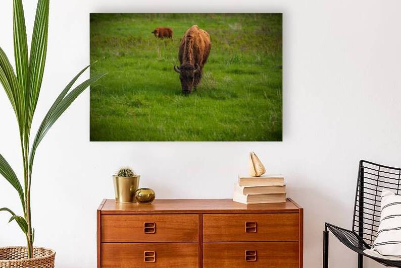 Bison Tales: Grazing in Greatness by Dream World Images