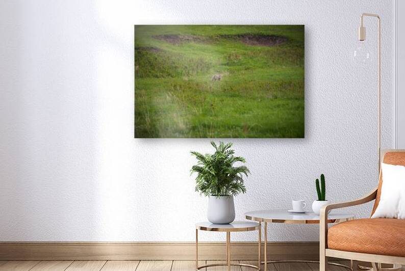 Wild Encounters: A Moment in the Wild by Dream World Images