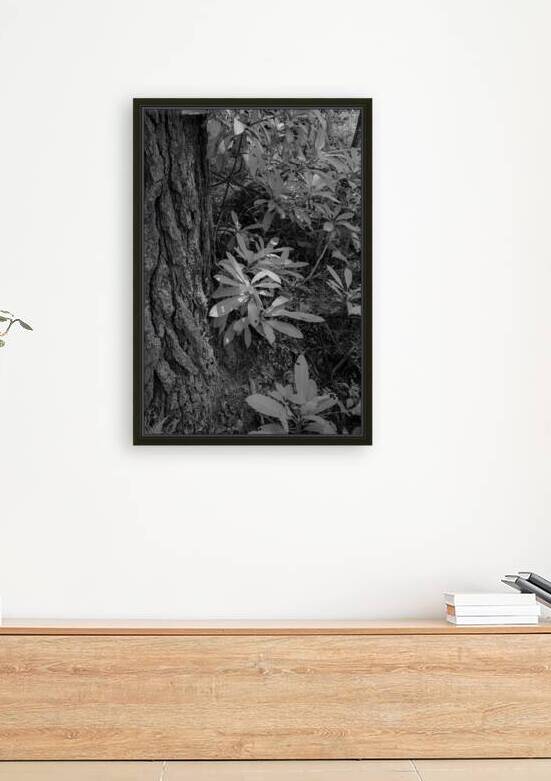 Shadows and Light Dance: Kentucky Leaves by Dream World Images