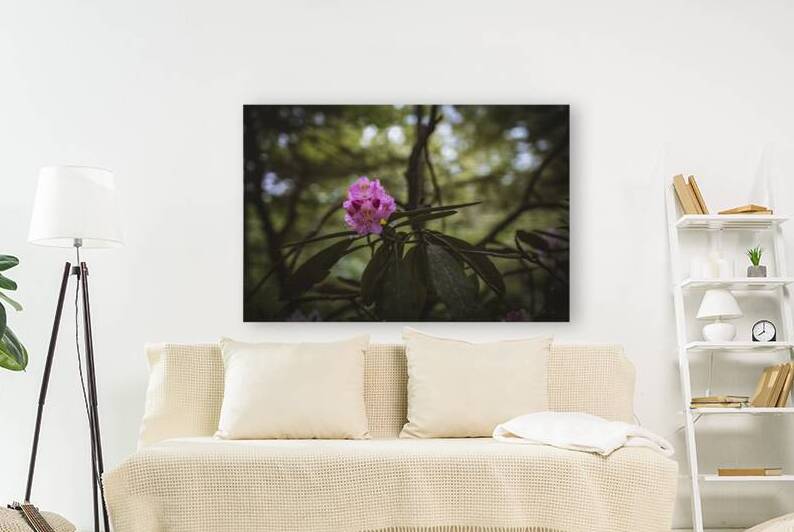 Rhodie - 1 by Dream World Images