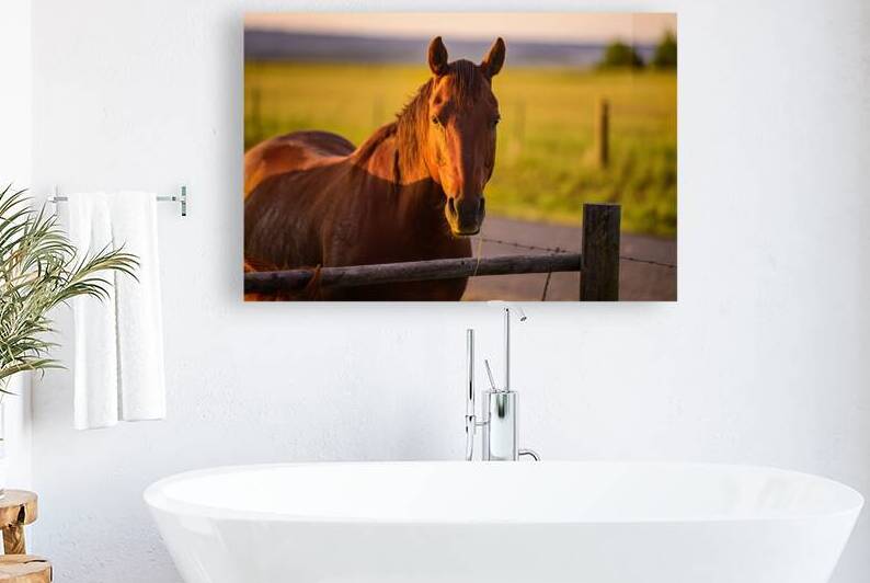 Equestrian Elegance: Ernie at Sunset by Dream World Images