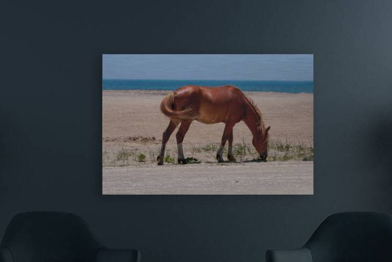 Coastal Grazing by Dream World Images