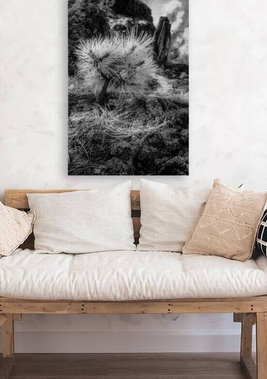 Exploring Sylvan Lake: A Baby Pine by Dream World Images