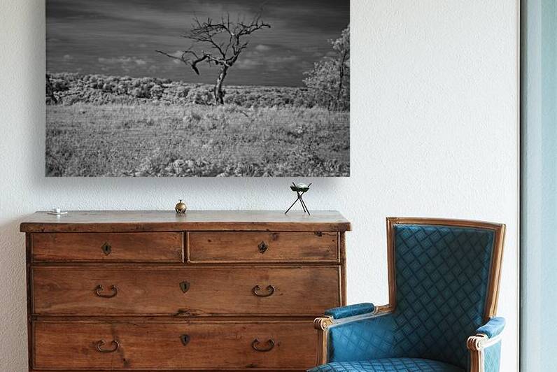 Solitary Whispers in Wild Grass by Dream World Images