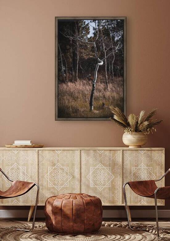 Birch Curves by Dream World Images