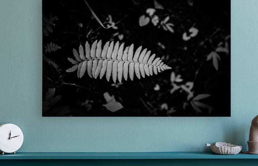 Fern Elegance by Dream World Images