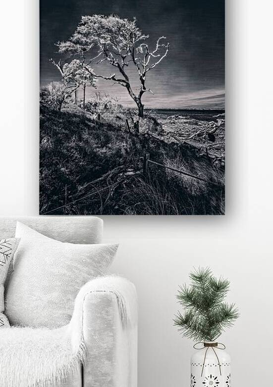 Black Bonsai:  A Botanical Marvel Unveiled on Driftwood Beach by Dream World Images