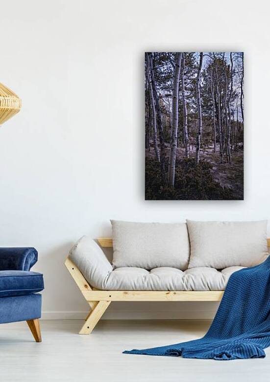 Mueller Aspen Series: Aspen Tree Trail by Dream World Images