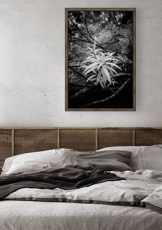 Rainy Day Wonders: Exploring Saint Marys Parks and the Intriguing Palm Tree Shoot by Dream World Images