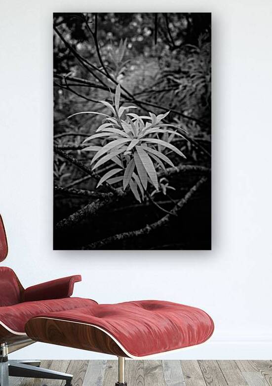 Rainy Day Wonders: Exploring Saint Marys Parks and the Intriguing Palm Tree Shoot by Dream World Images