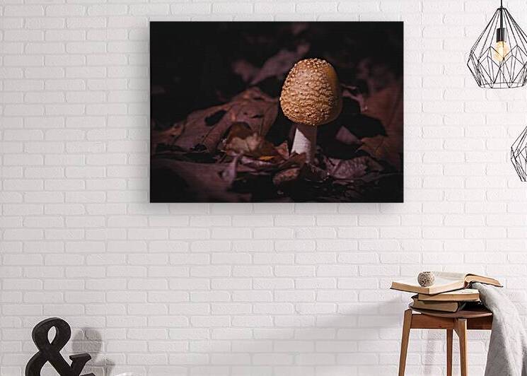 Mystical Fungi: Life Flourishing Among the Dead by Dream World Images