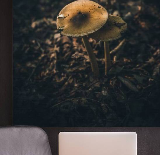 Mystical Fungi: Guardian Shroom by the Forest Path by Dream World Images