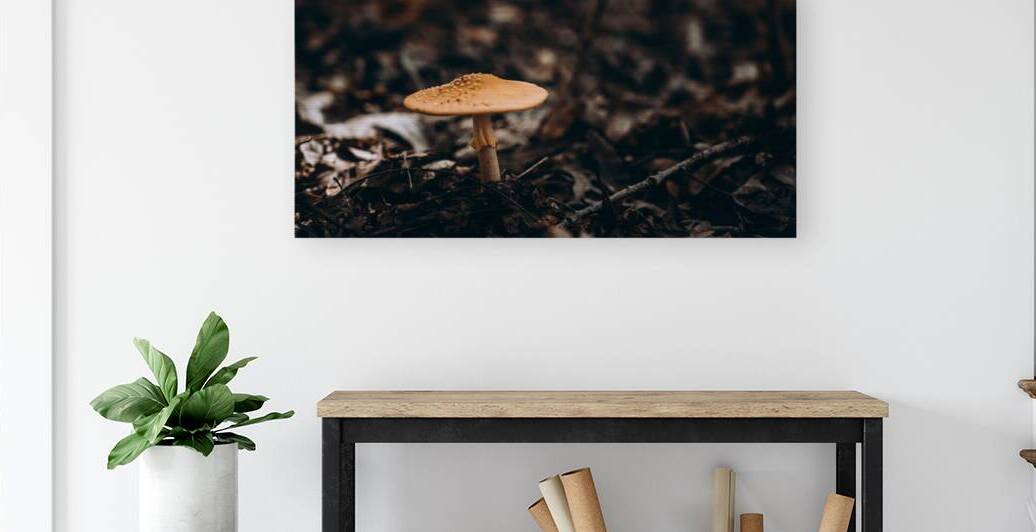 Mystical Fungi: Gloomy Shroom by Dream World Images