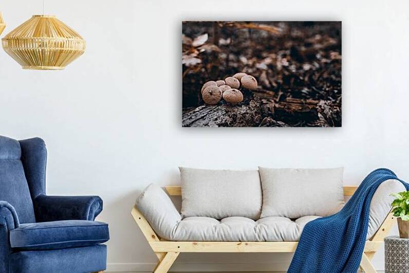 Mystical Fungi: Clustered Shrooms in the Enchanted Forest by Dream World Images