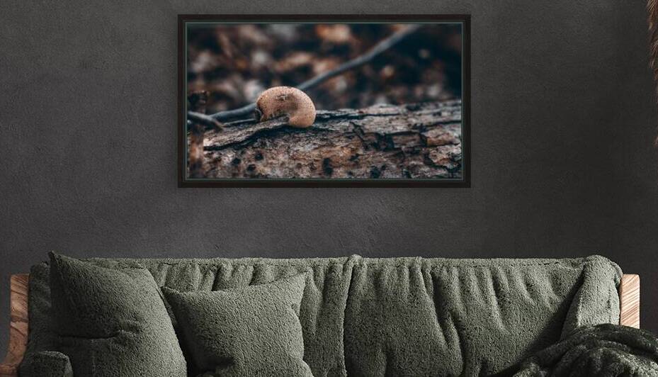 Mystical Fungi: Sluggish Amidst Rooting Trees by Dream World Images