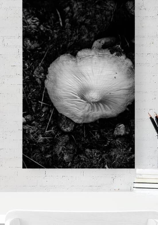 Montana Ranch Shroom: Prairie Path Fungus by Dream World Images